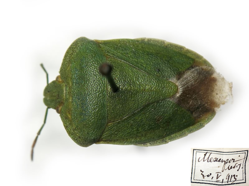 Palomena viridissima (Poda, 1761)